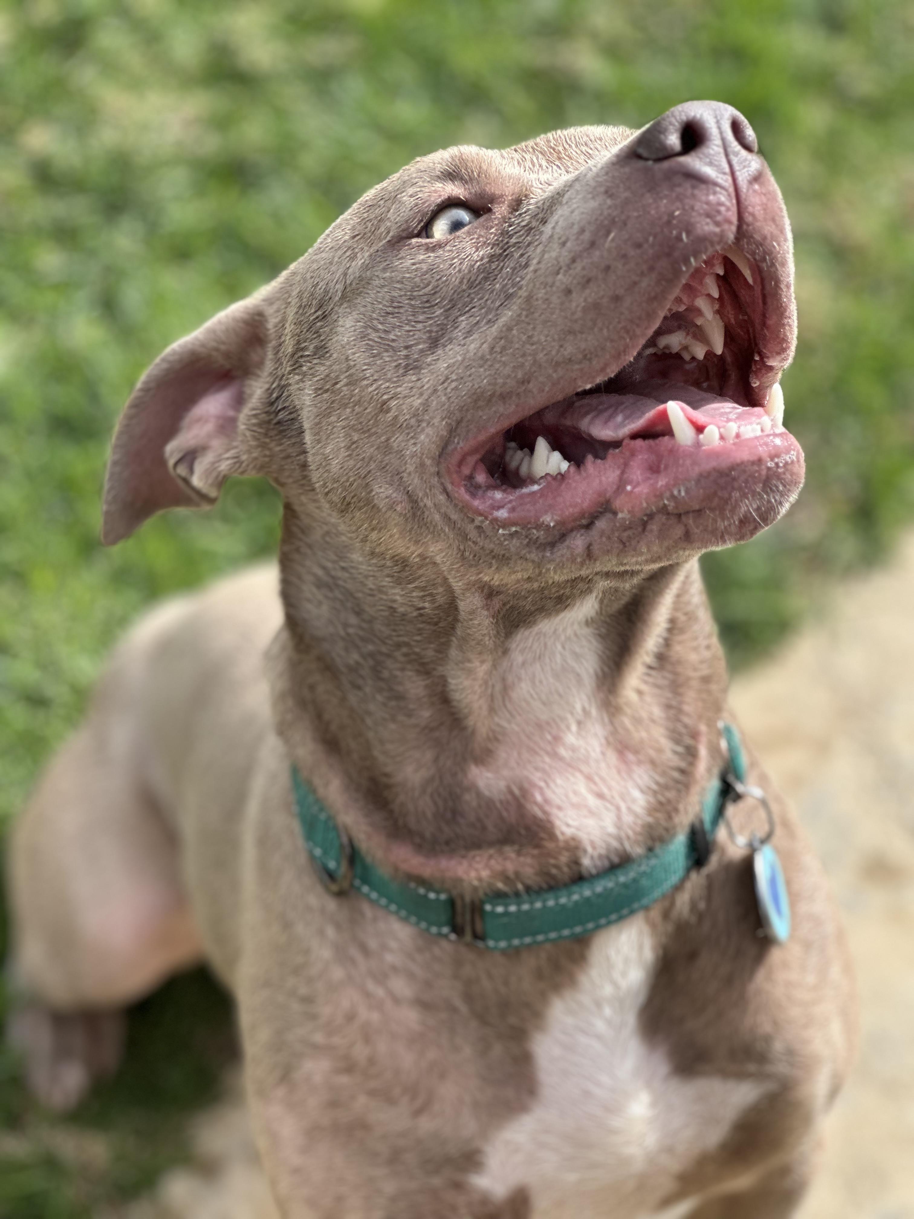 Enlarge Taffy , a ADOPTABLE Pit Bull Terrier in Simi Valley, CA image 4/5