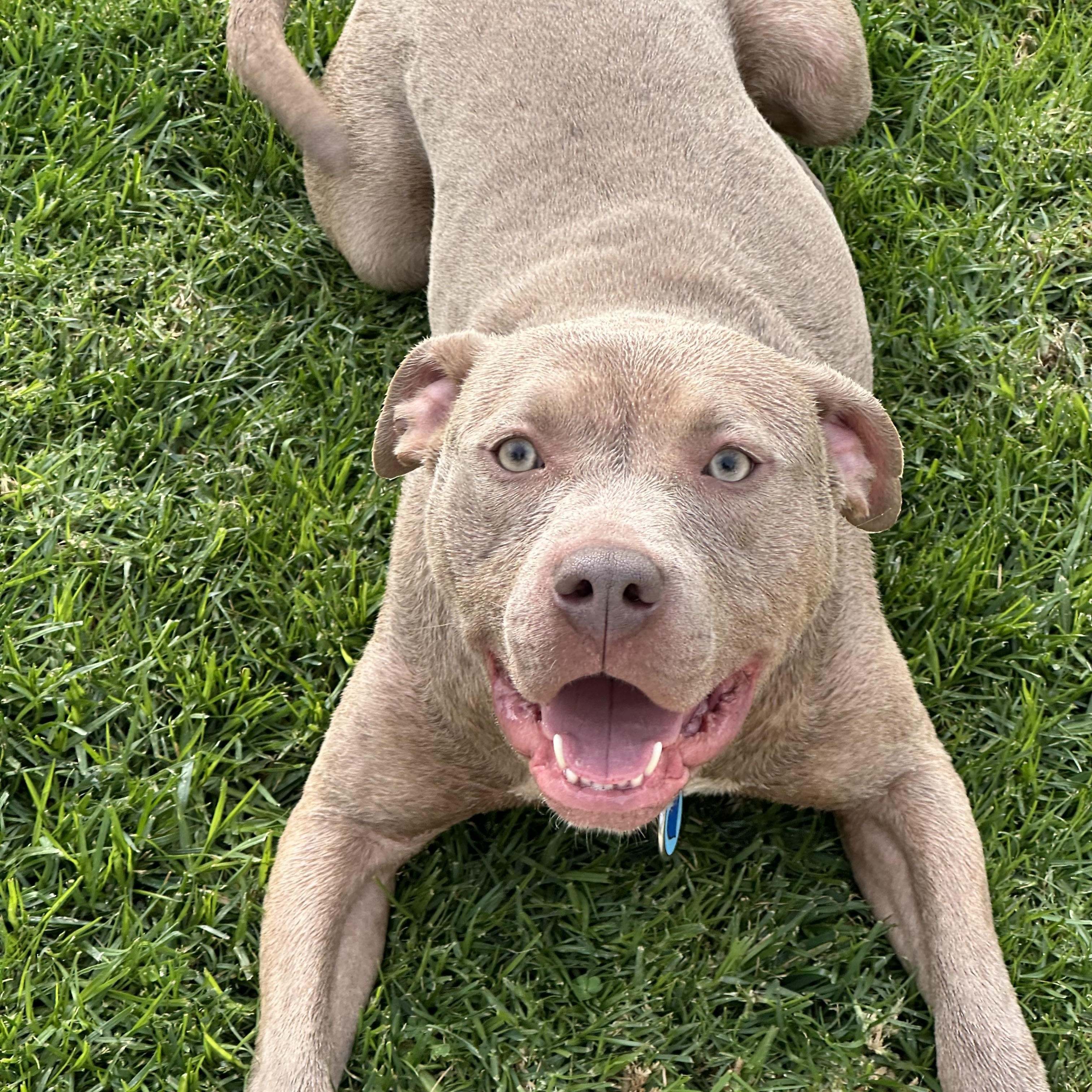 Enlarge Taffy , a ADOPTABLE Pit Bull Terrier in Simi Valley, CA image 3/5