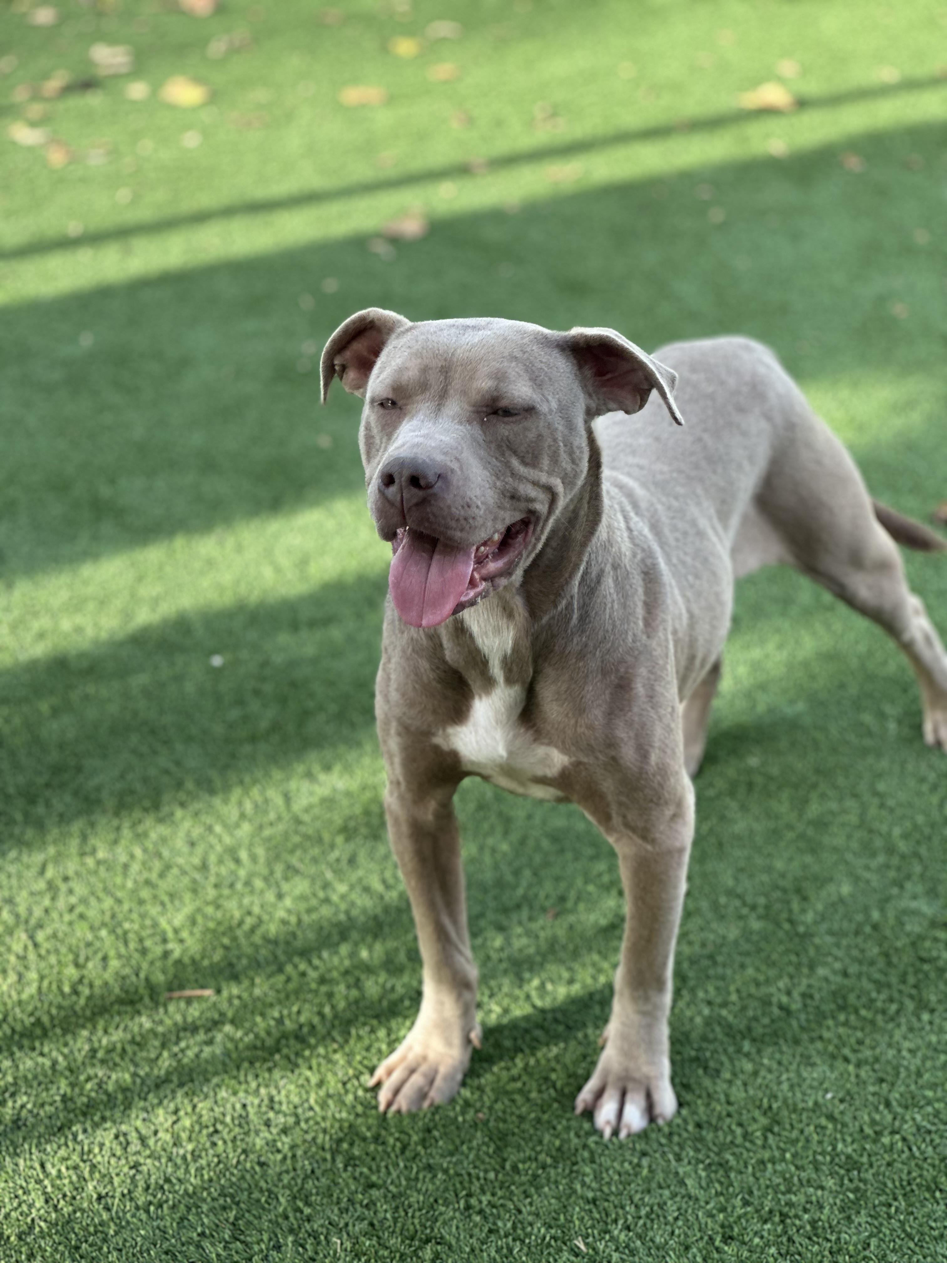 Enlarge Taffy , a ADOPTABLE Pit Bull Terrier in Simi Valley, CA image 5/5