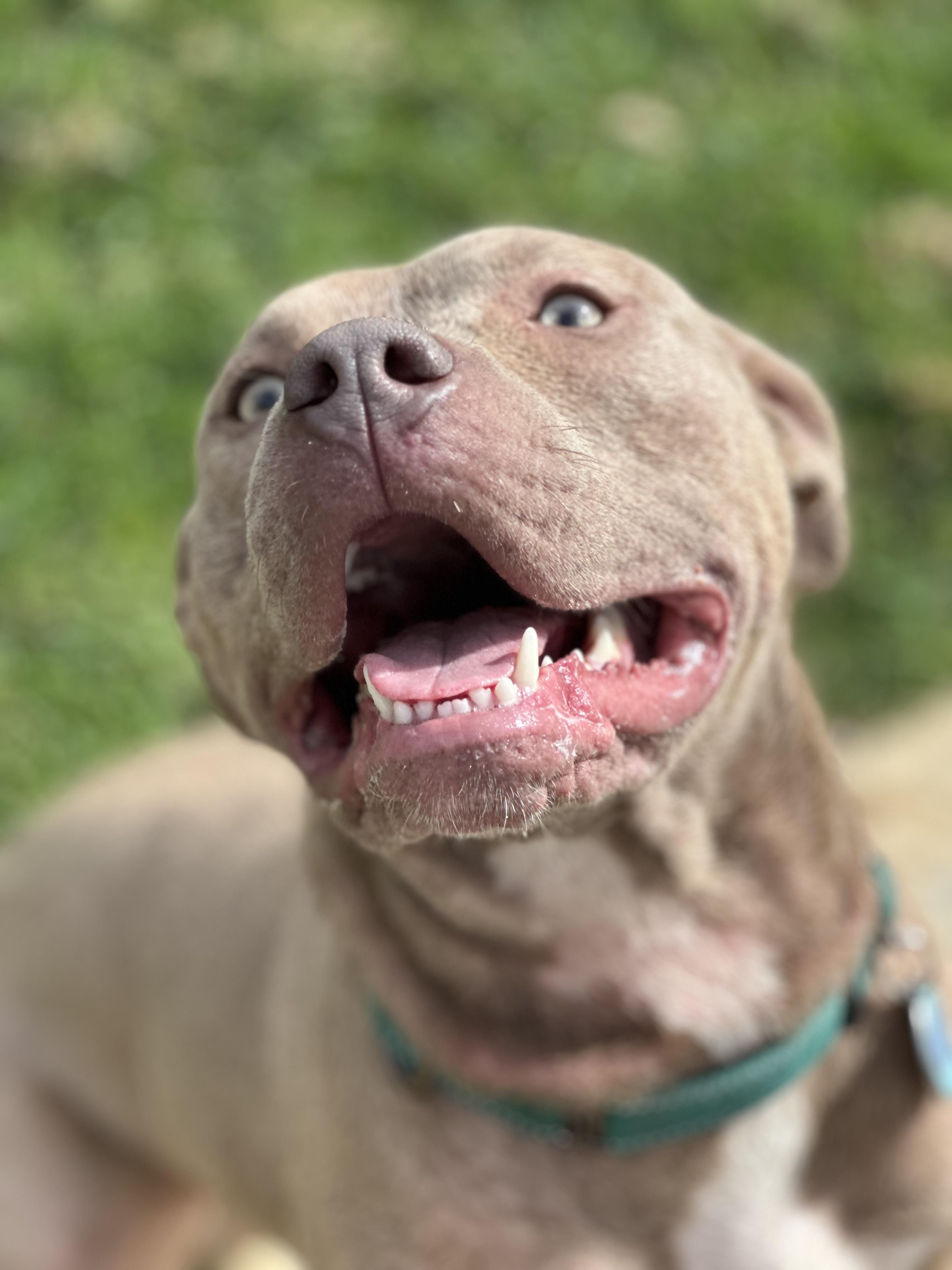 Enlarge Taffy , a ADOPTABLE Pit Bull Terrier in Simi Valley, CA image 1/5