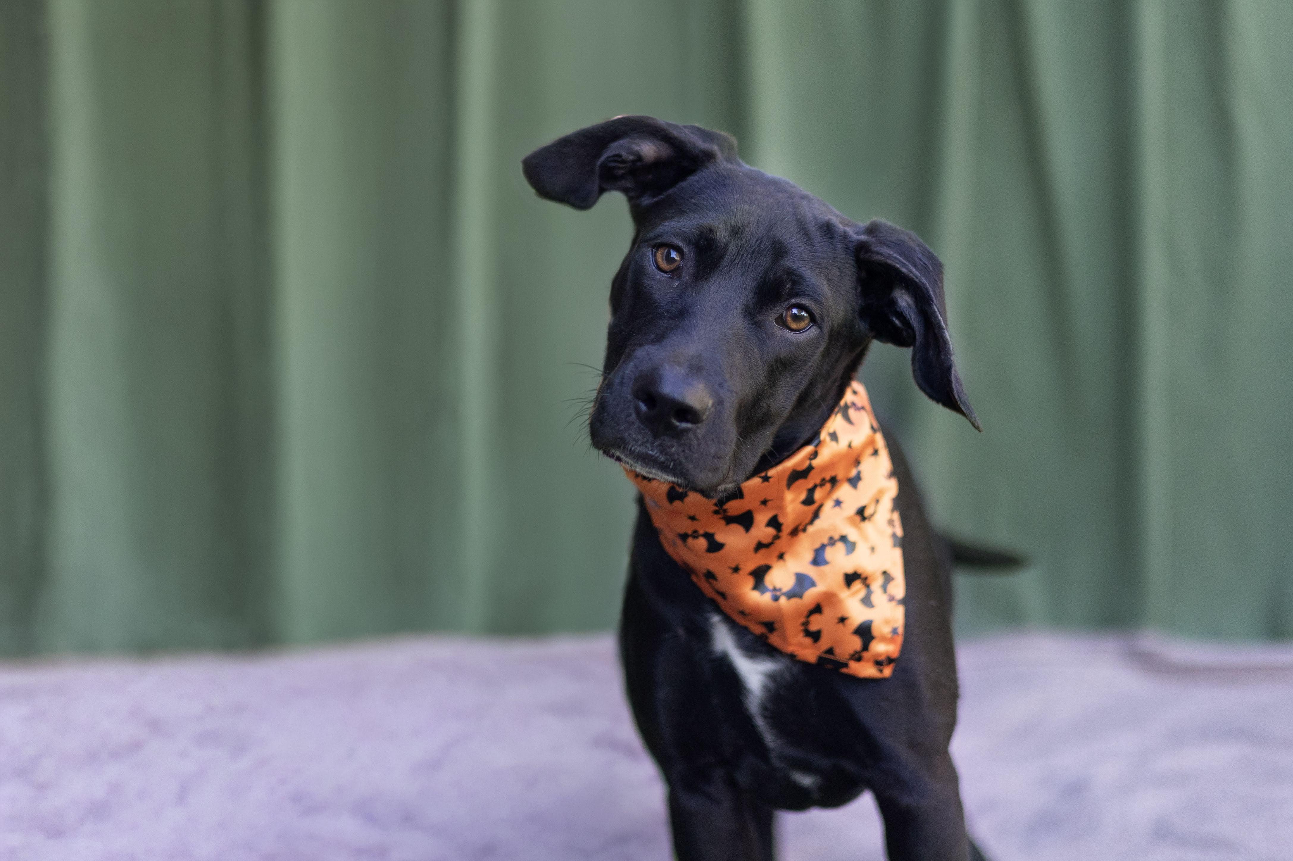 Enlarge Cassie, a Adopted mixed breed in Whitestown, IN image 1/1