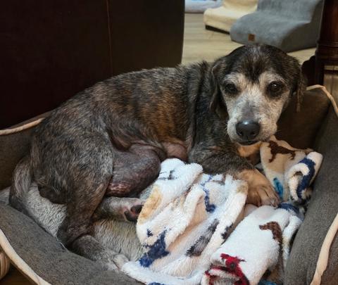 Diva, Adopted, Adult Female Beagle.