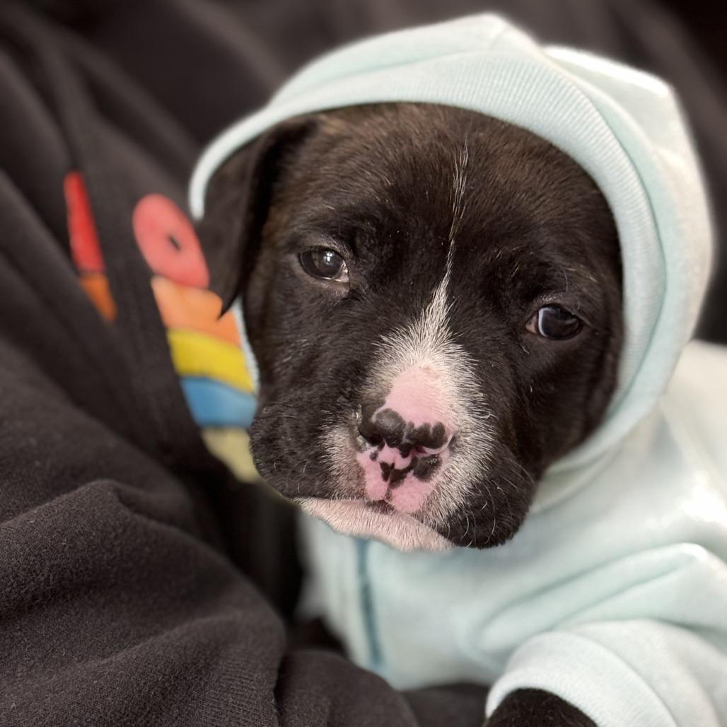 Enlarge Tank, a Adoptable Mixed Breed in Edwardsville, IL image 1/6