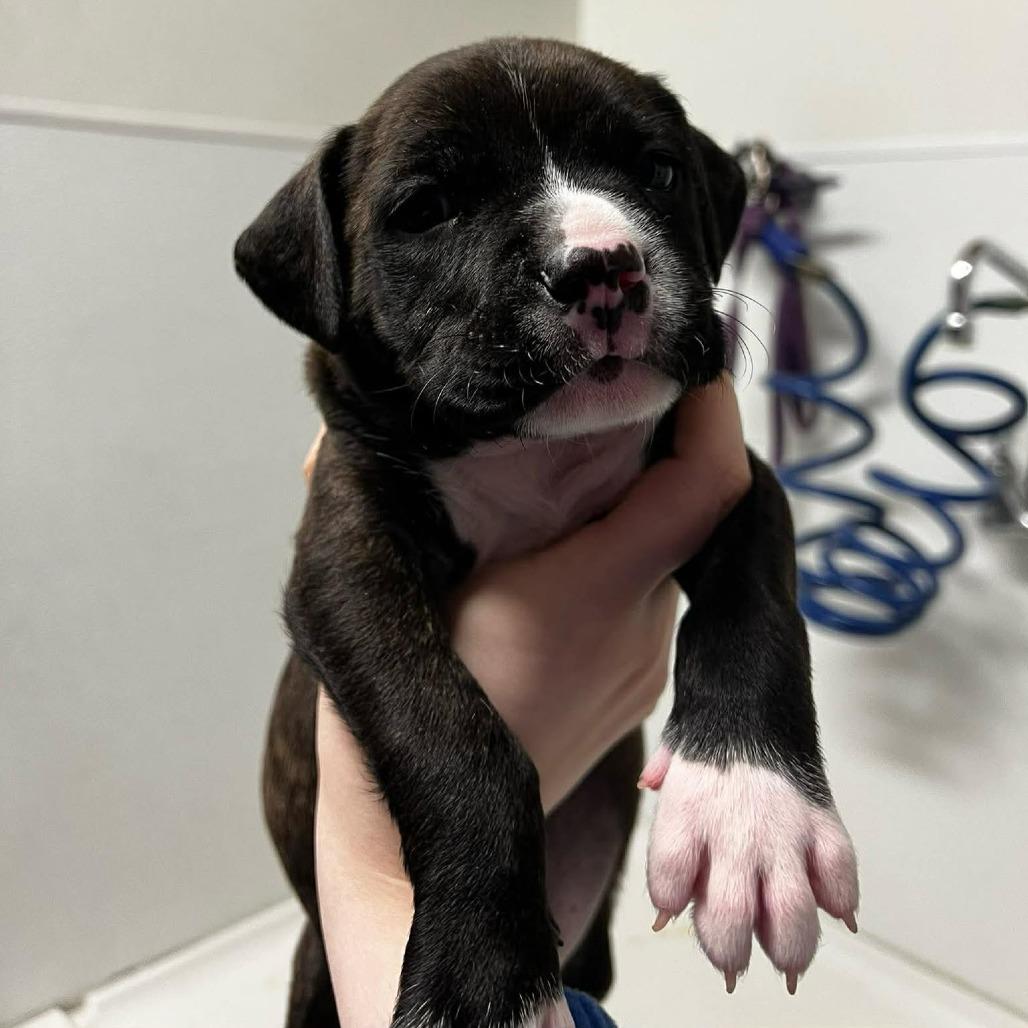 Enlarge Tank, a Adoptable Mixed Breed in Edwardsville, IL image 2/6