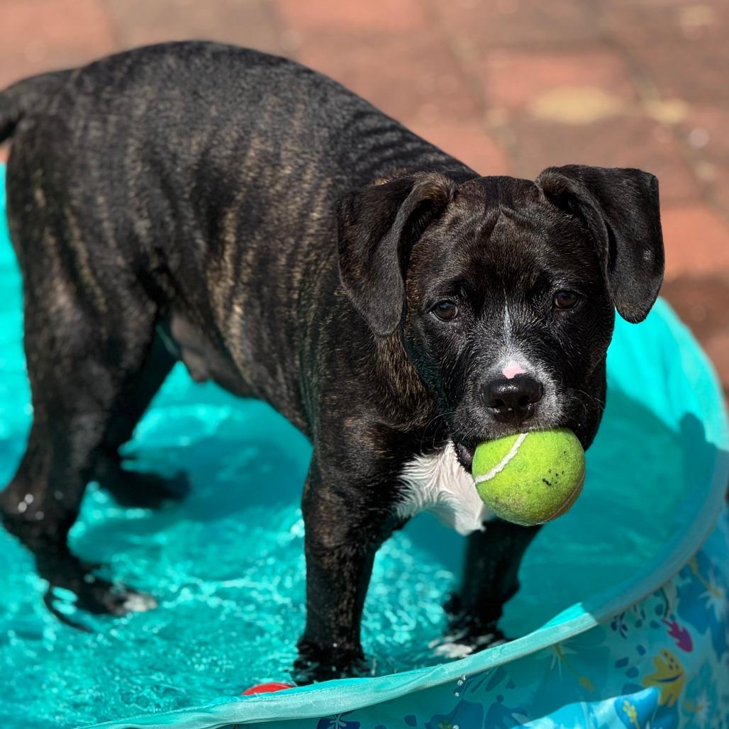 Enlarge Tank, a Adoptable Mixed Breed in Edwardsville, IL image 3/6