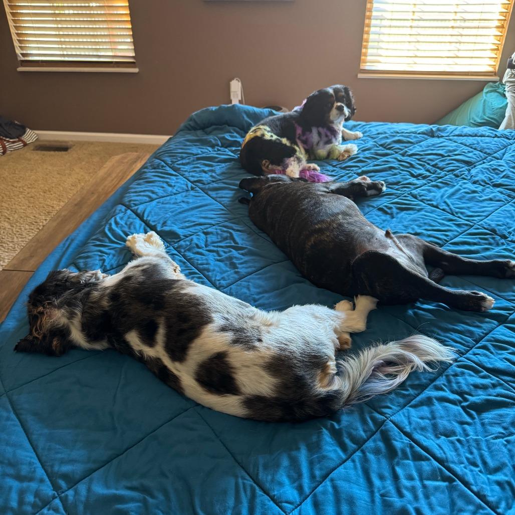 Enlarge Tank, a Adoptable Mixed Breed in Edwardsville, IL image 4/6