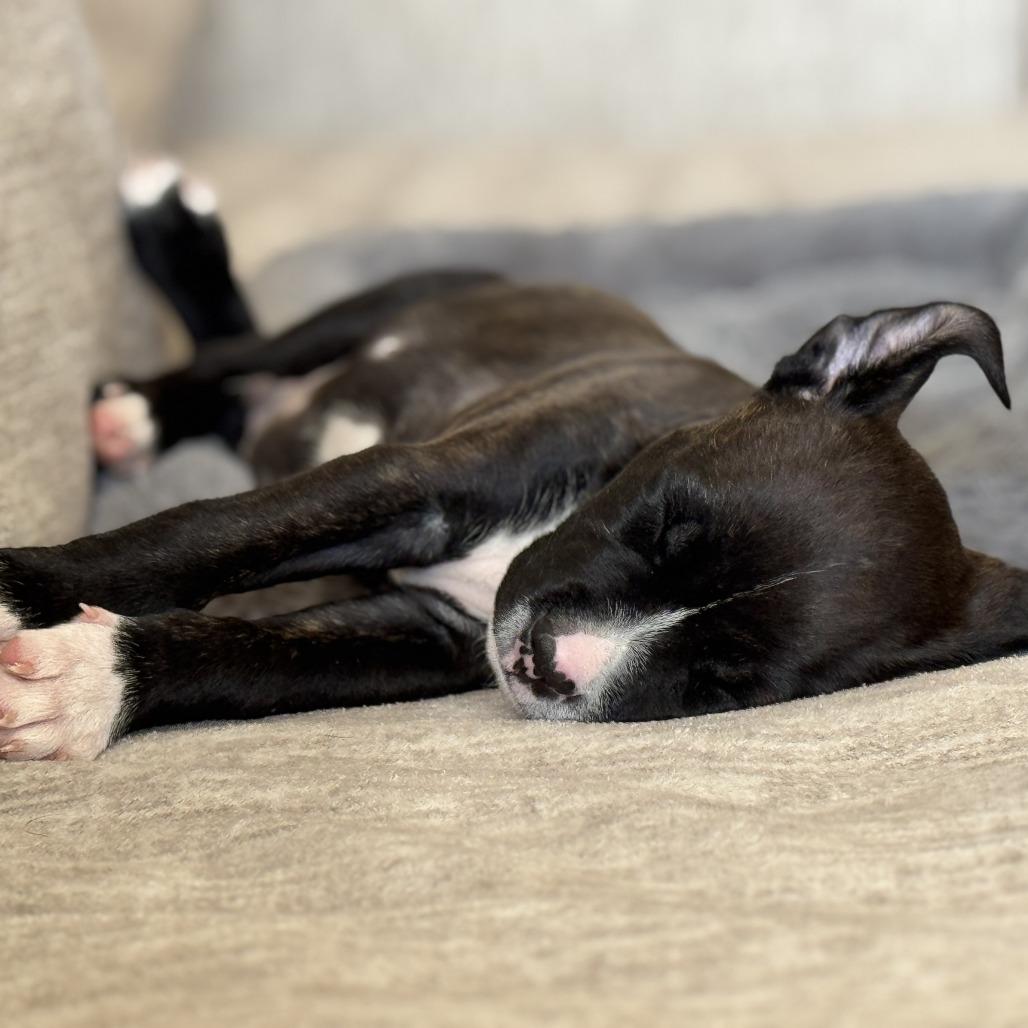 Enlarge Tank, a Adoptable Mixed Breed in Edwardsville, IL image 5/6