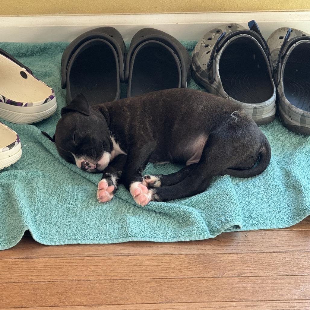 Enlarge Tank, a Adoptable Mixed Breed in Edwardsville, IL image 6/6