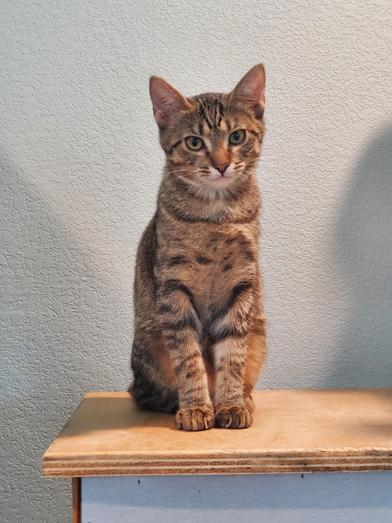 Enlarge Banana, a Adoptable Domestic Short Hair in Liverpool, TX image 3/5