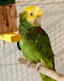 Bullet, Adopted, Adult Male Amazon.