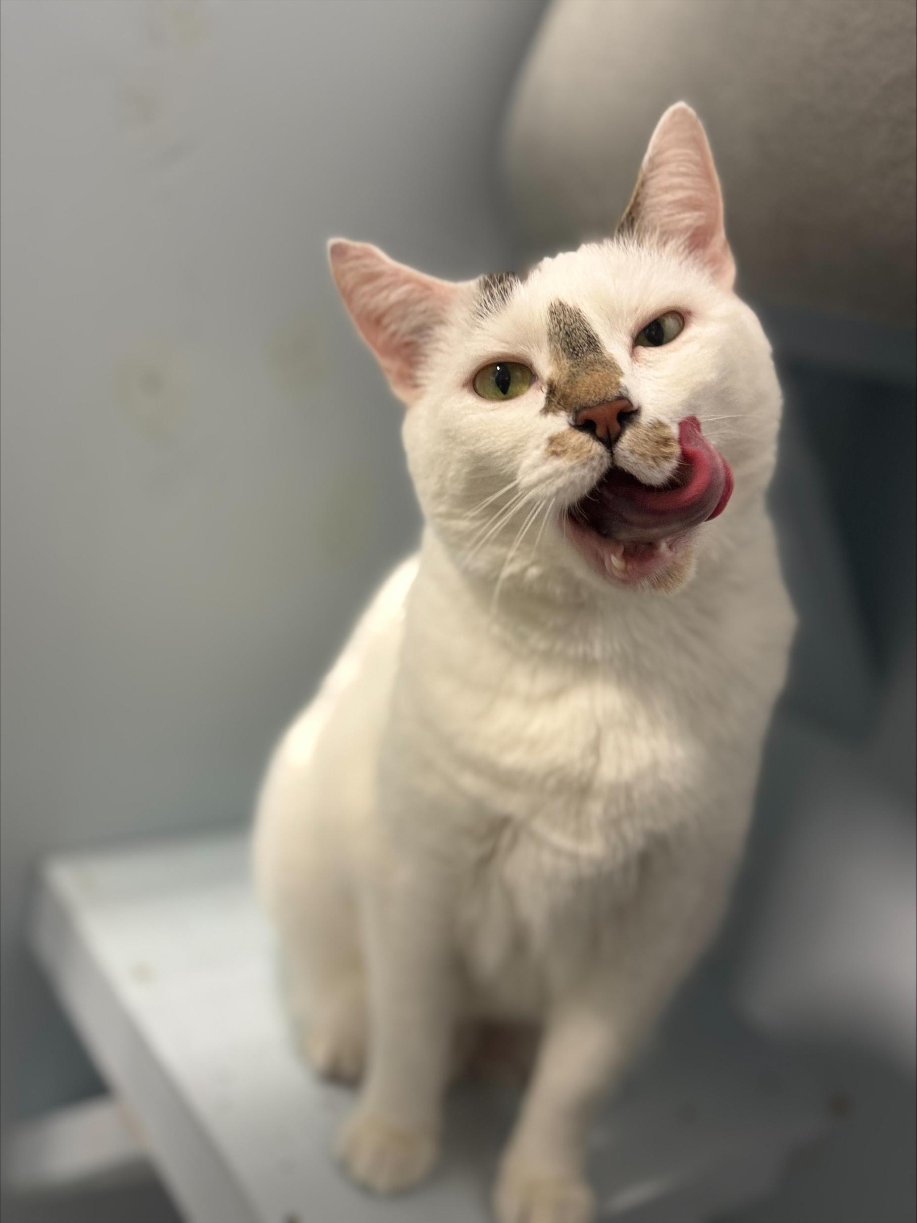 Stevie (Bonded to Archie), Adoptable, Adult Female Domestic Short Hair.