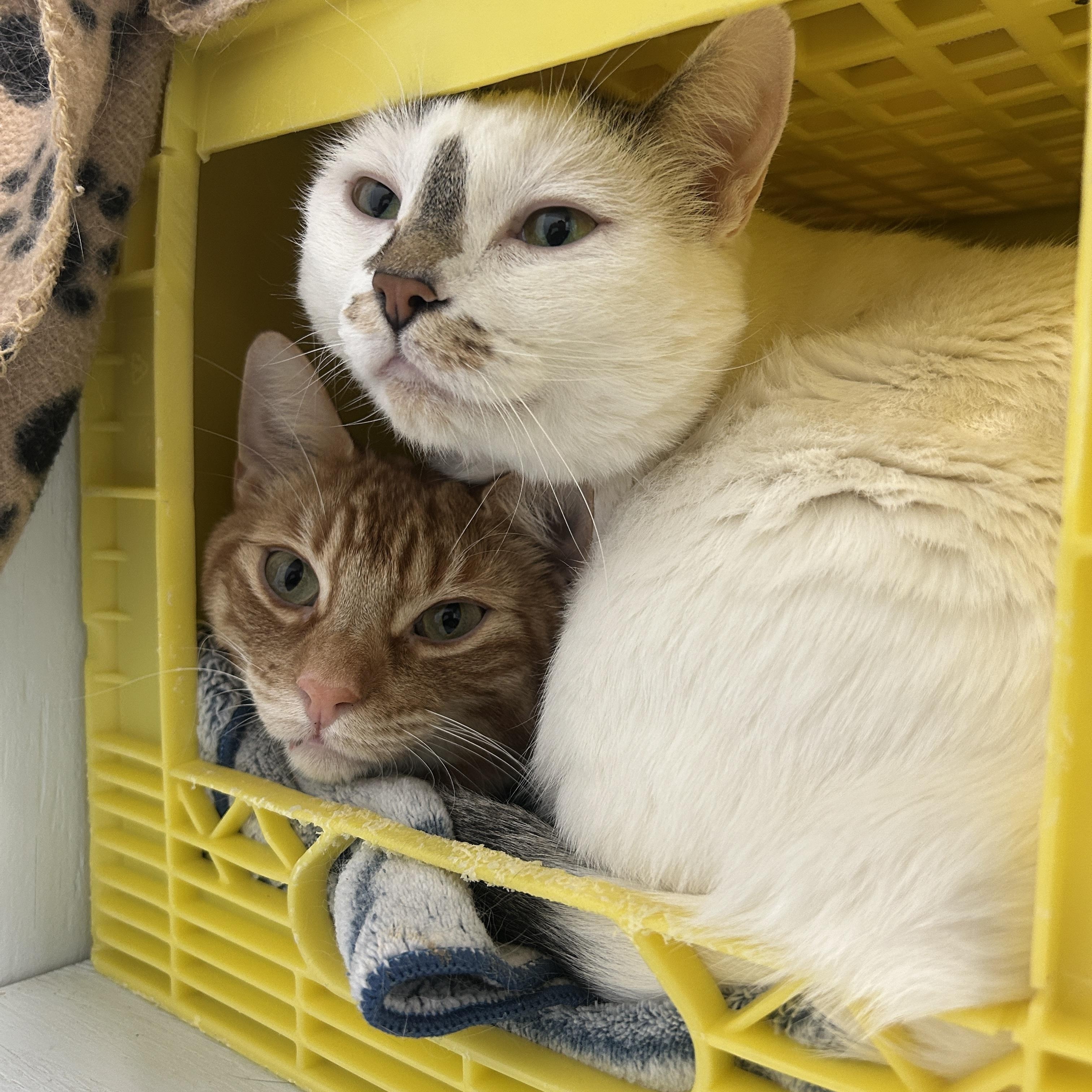 Enlarge Stevie (Bonded to Archie), a Adoptable Domestic Short Hair in Mission, BC image 2/2