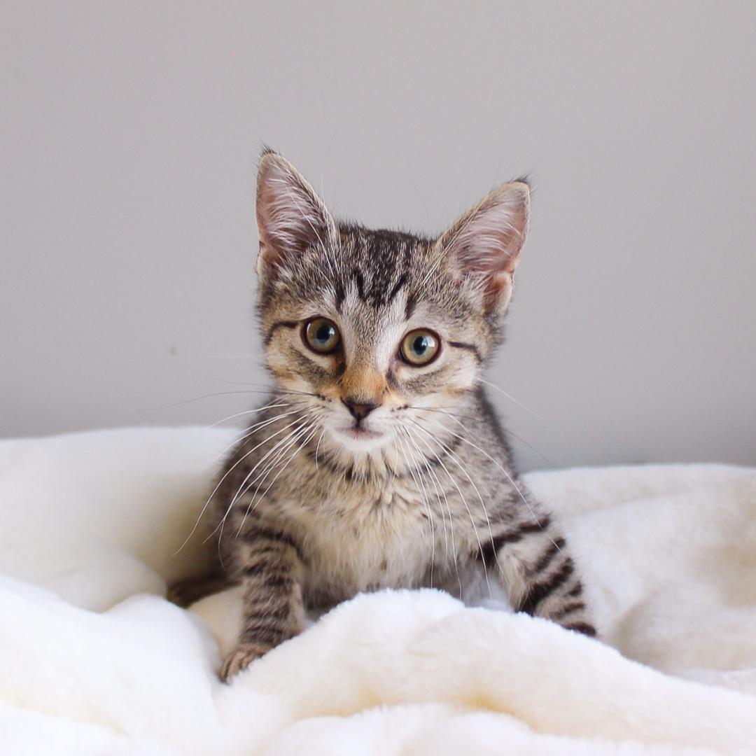Rosalie, adopted, Kitten Female Tabby.