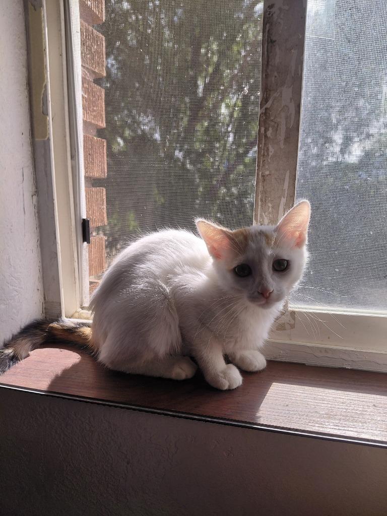 Bex, Adoptable, Kitten Female Domestic Short Hair.
