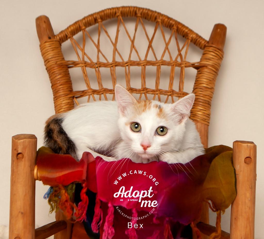 Enlarge Bex, a Adoptable mixed breed in Salt Lake City, UT image 2/2
