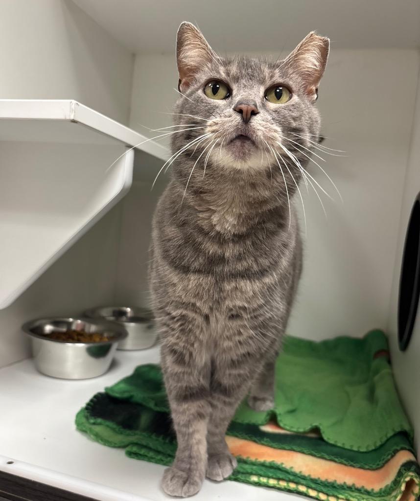 Enlarge Mystique, a Adoptable Tabby in Frankfort, KY image 2/2