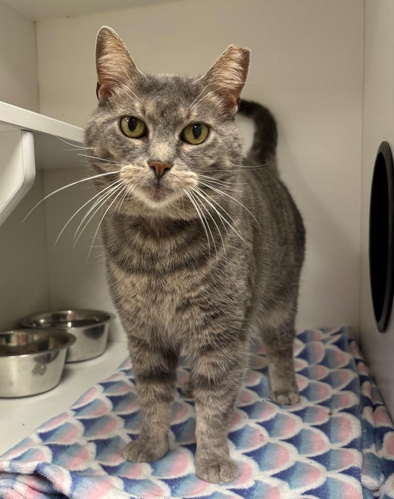 Enlarge Mystique, a Adoptable Tabby in Frankfort, KY image 1/2