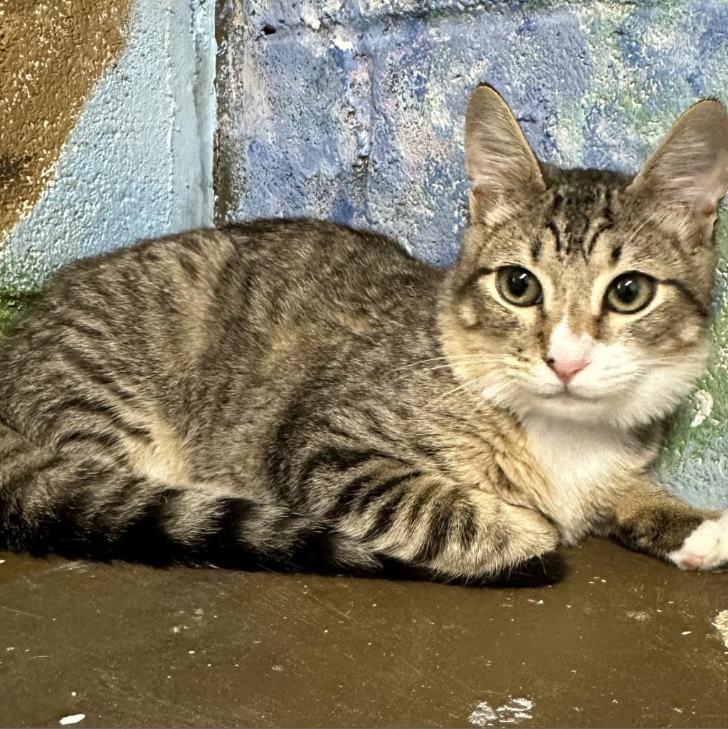 Enlarge Hunter, a Adoptable Domestic Short Hair in Laredo, TX image 1/6