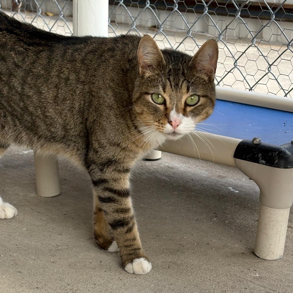 Enlarge Hunter, a Adoptable Domestic Short Hair in Laredo, TX image 2/6