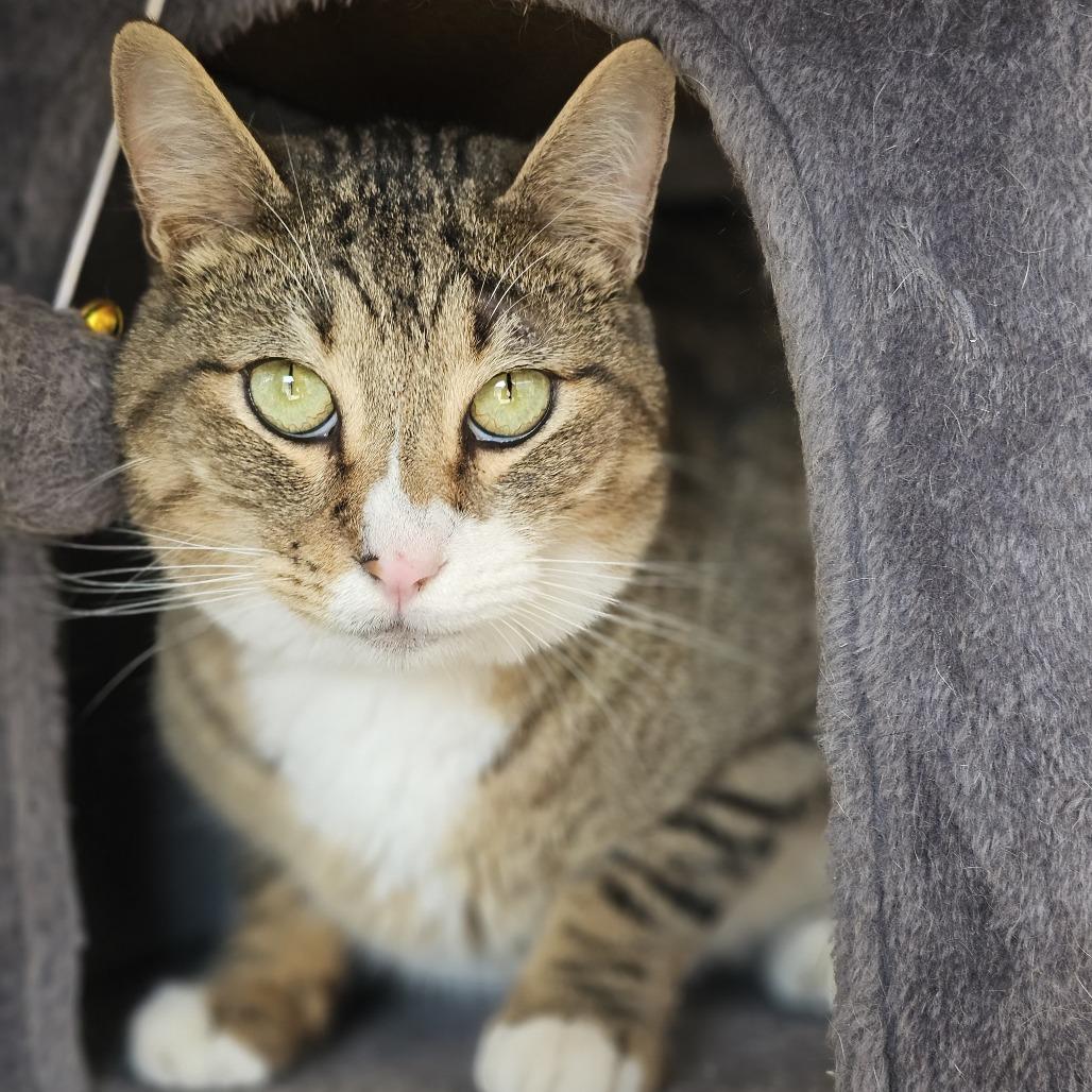 Enlarge Hunter, a Adoptable Domestic Short Hair in Laredo, TX image 2/6