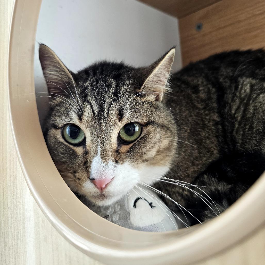 Enlarge Hunter, a Adoptable Domestic Short Hair in Laredo, TX image 3/6