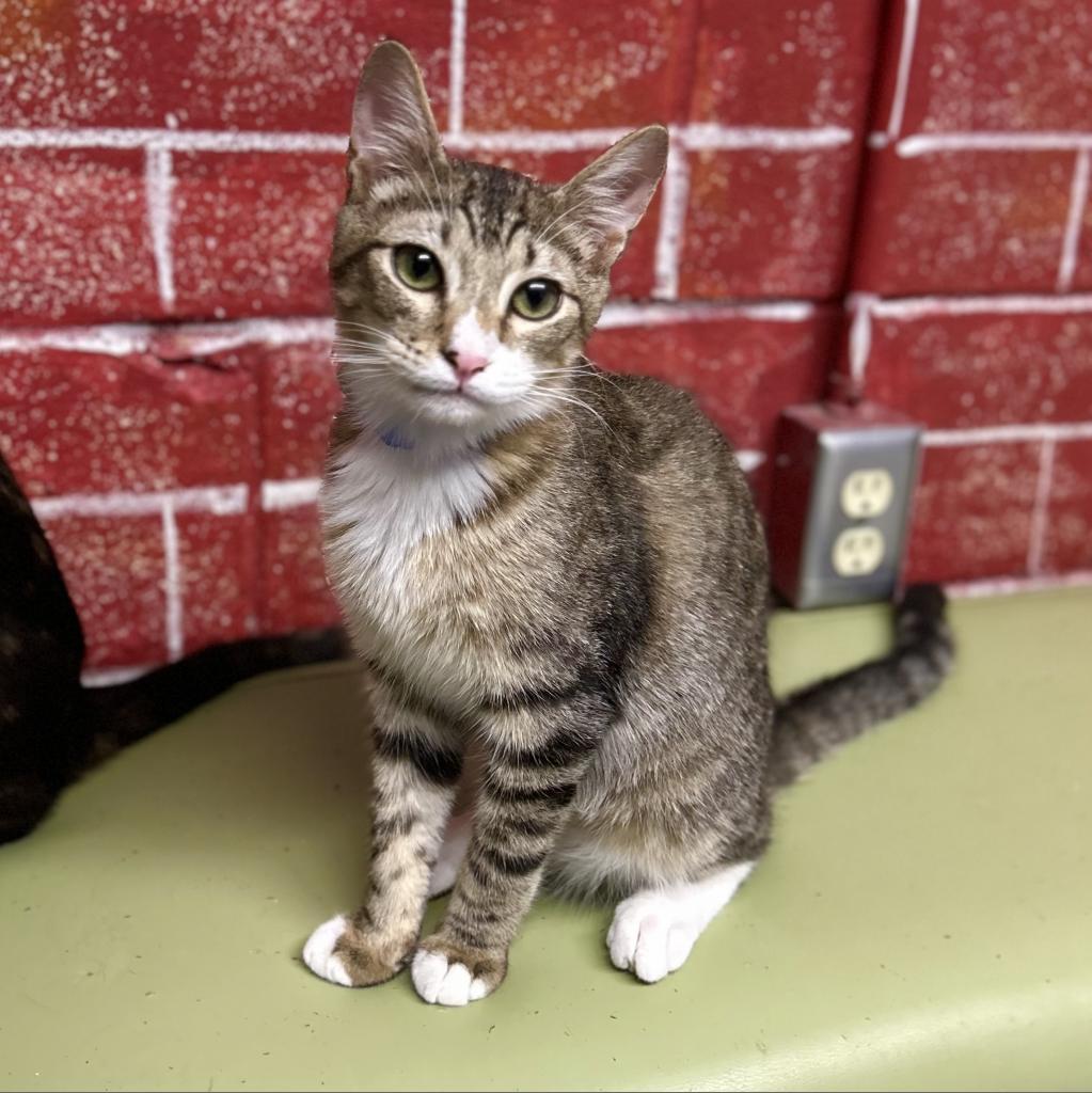 Enlarge Hunter, a Adoptable Domestic Short Hair in Laredo, TX image 4/6