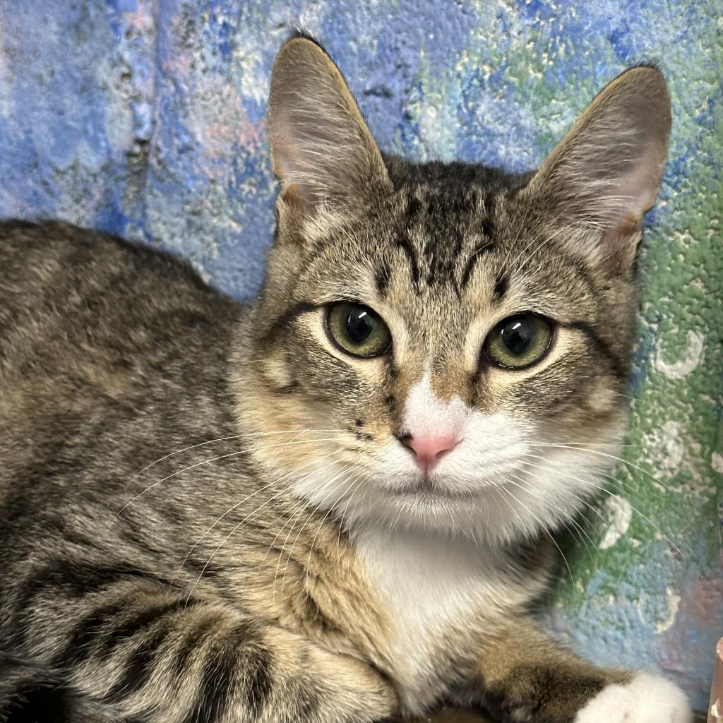 Enlarge Hunter, a Adoptable Domestic Short Hair in Laredo, TX image 5/6