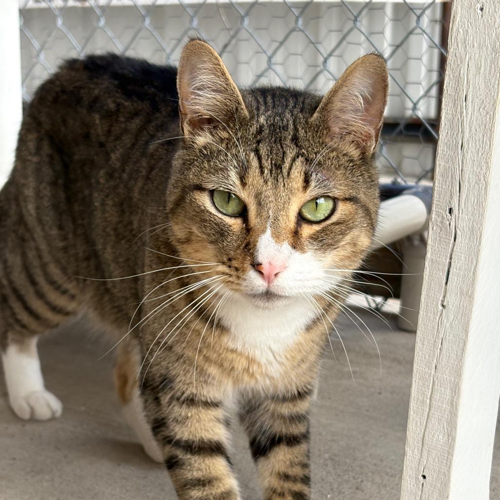 Enlarge Hunter, a Adoptable Domestic Short Hair in Laredo, TX image 6/6