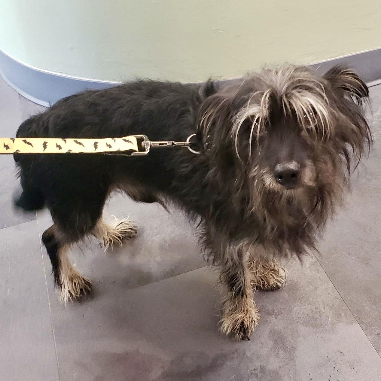 Dodge 2025, Adopted, Adult Male Schnauzer & Yorkshire Terrier.