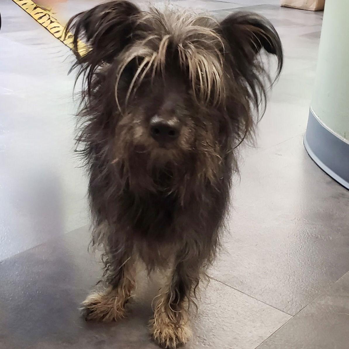 Enlarge Dodge 2025, a Adopted mixed breed in Norwood, OH image 2/2