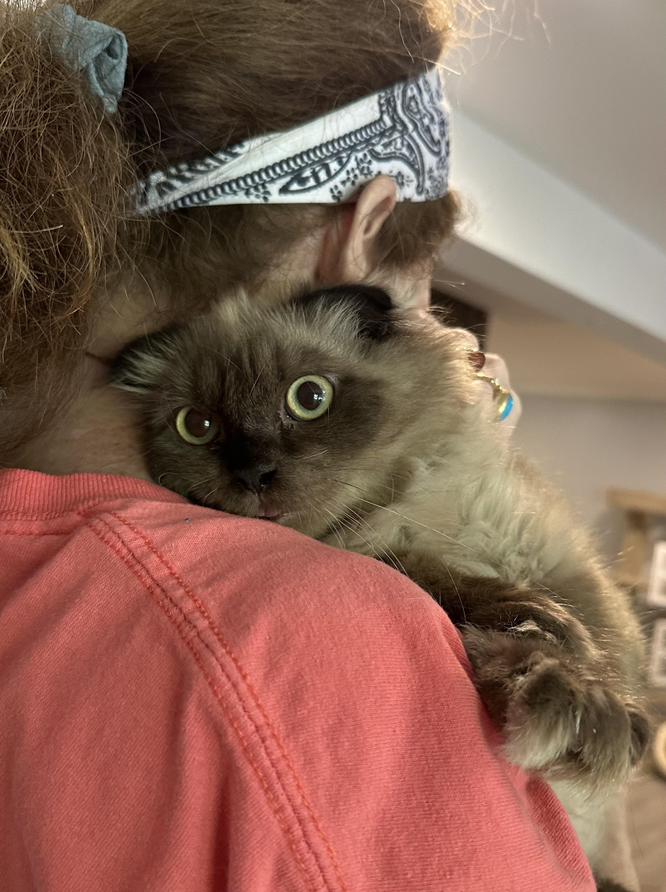 Fux & Blanco (Scottish Folds), an adopted Scottish Fold in Fairfax, VA image 2/5