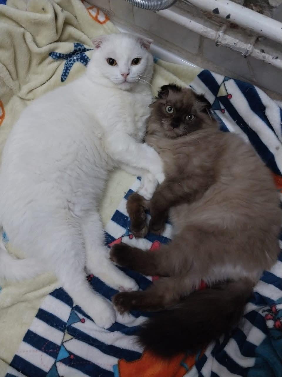 Fux & Blanco (Scottish Folds), an adopted Scottish Fold in Fairfax, VA image 1/5
