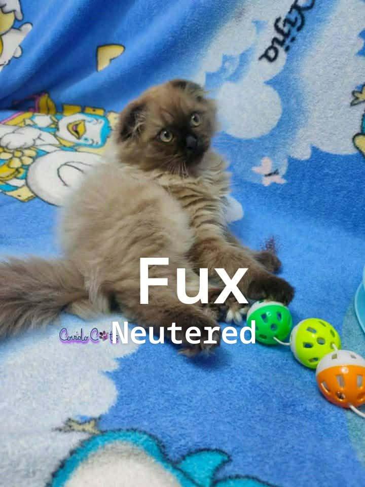 Fux & Blanco (Scottish Folds), an adopted Scottish Fold in Fairfax, VA image 5/5
