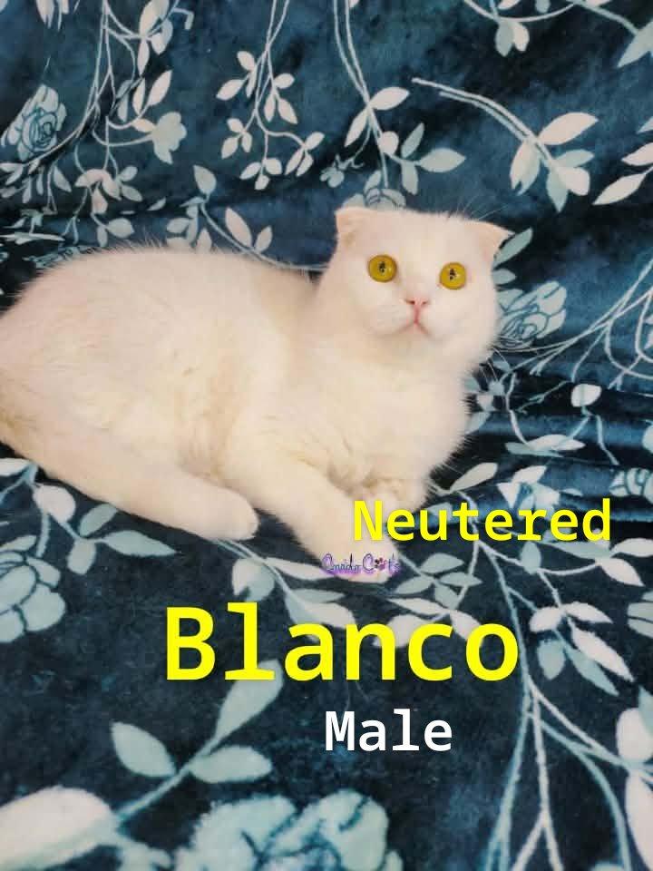 Fux & Blanco (Scottish Folds), an adopted Scottish Fold in Fairfax, VA image 4/5