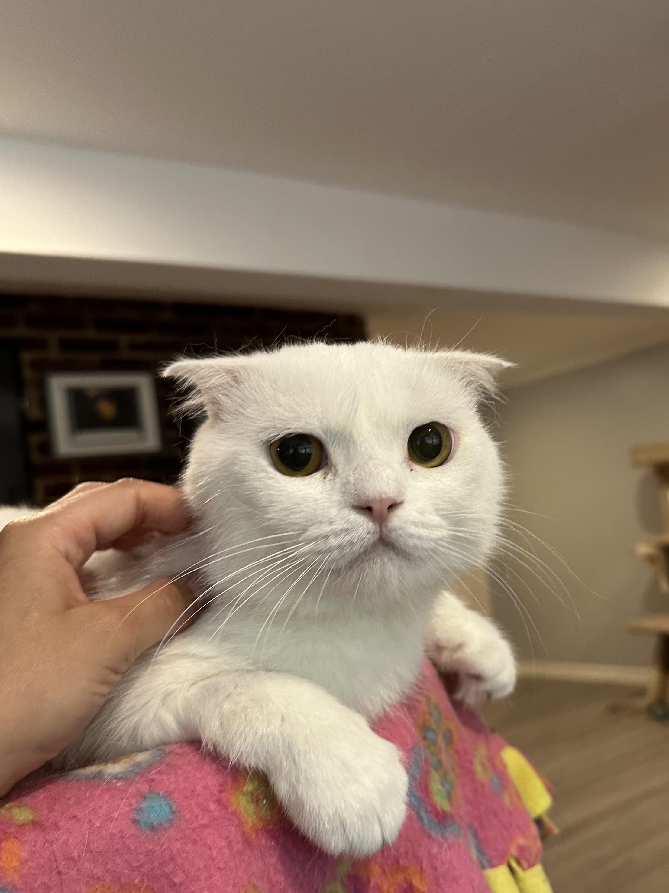 Fux & Blanco (Scottish Folds), an adopted Scottish Fold in Fairfax, VA image 3/5
