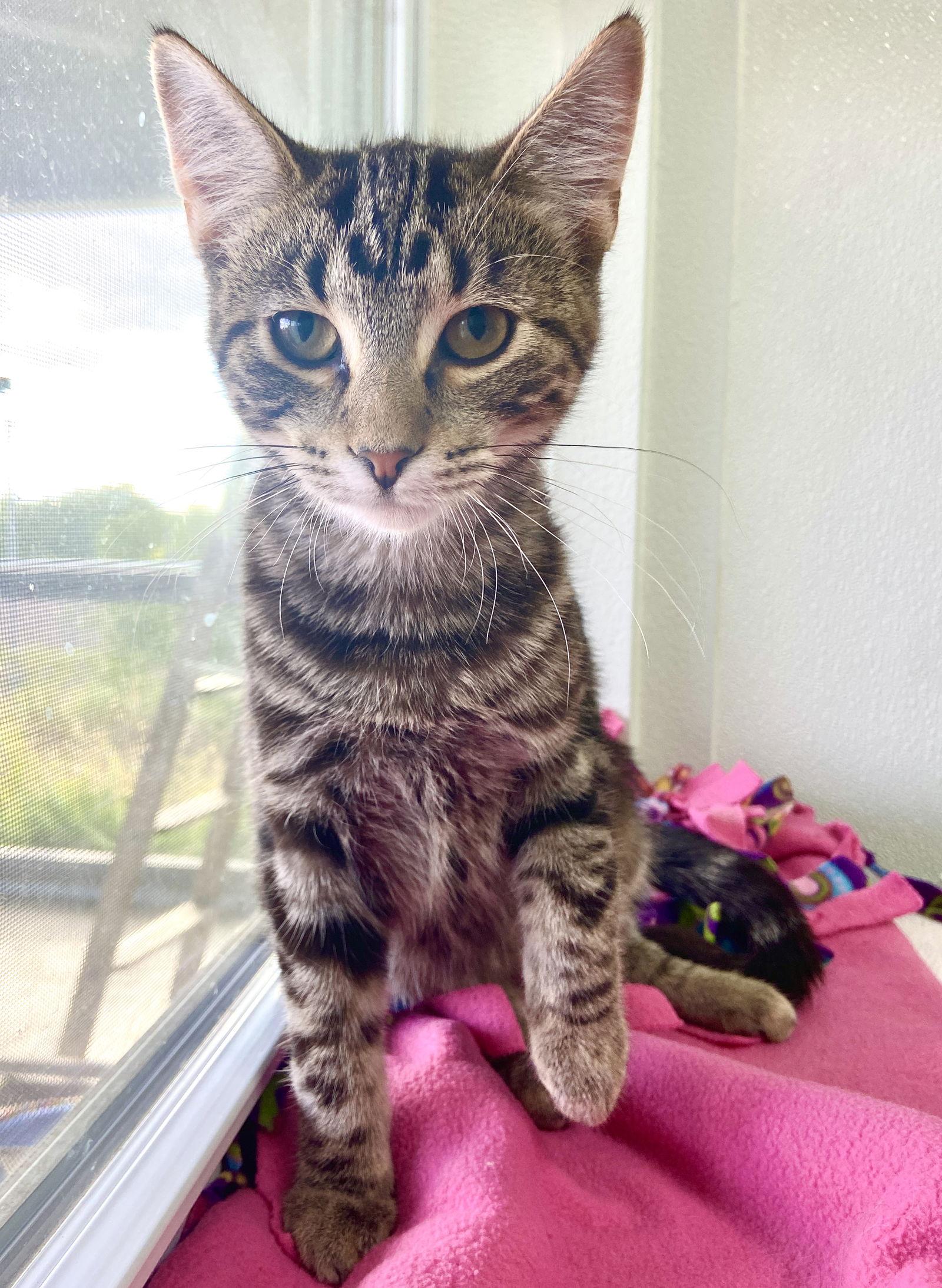 Leah, a Adoptable Domestic Short Hair in Estherville, IA image 1/6