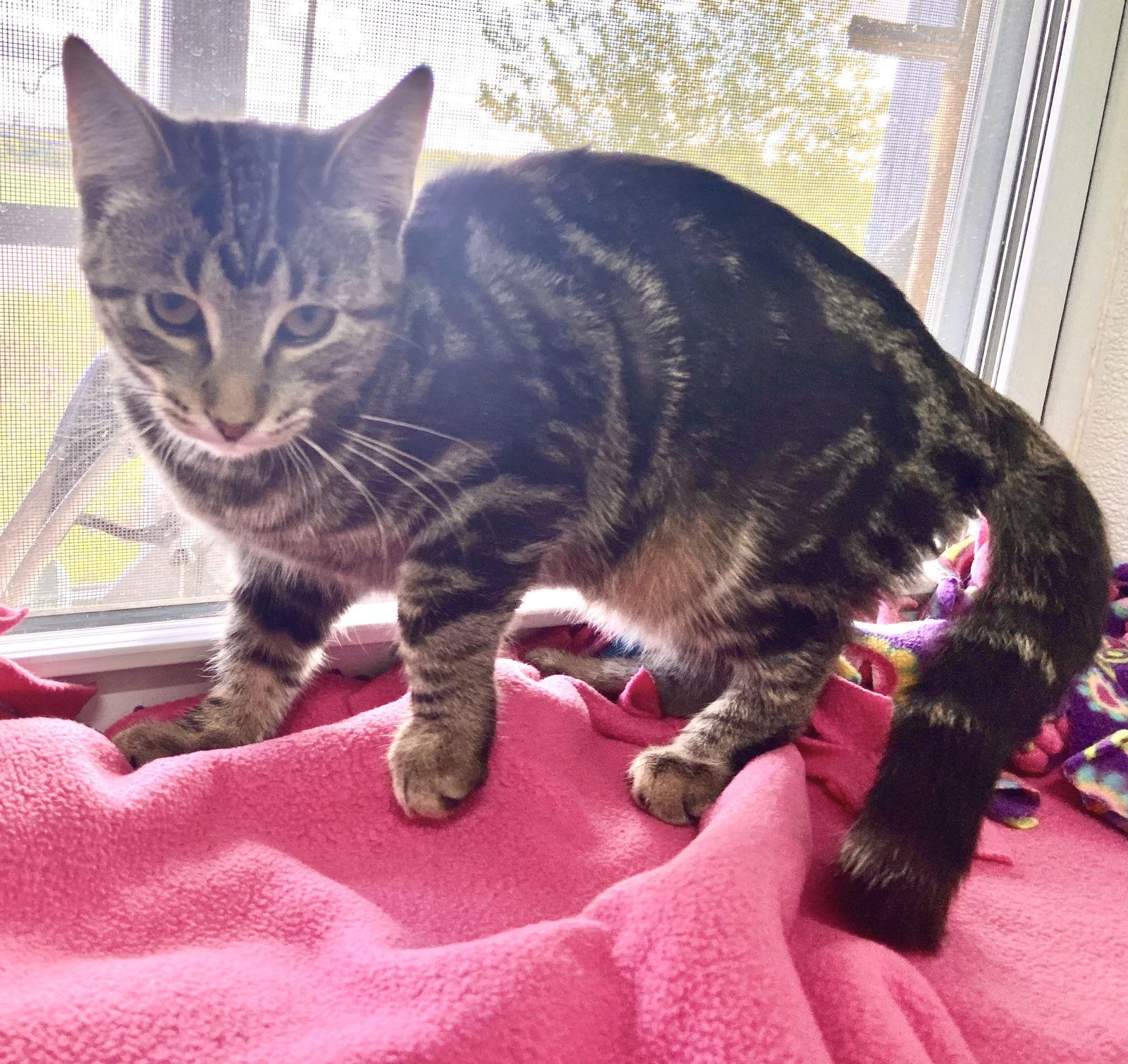 Leah, a Adoptable Domestic Short Hair in Estherville, IA image 2/6