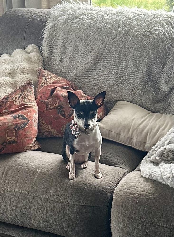 Enlarge Bella bonded with Rocky, a Adoptable Chihuahua in Elkhart , IN image 2/4