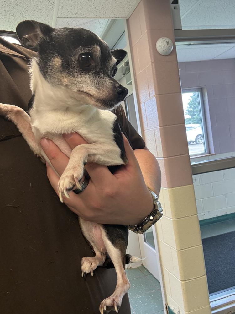 Enlarge Bella bonded with Rocky, a Adoptable Chihuahua in Elkhart , IN image 3/4