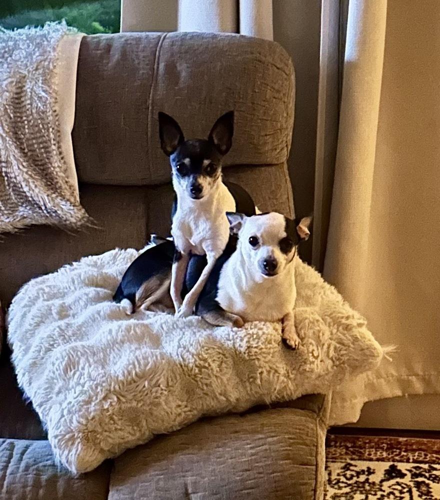 Enlarge Bella bonded with Rocky, a Adoptable Chihuahua in Elkhart , IN image 4/4
