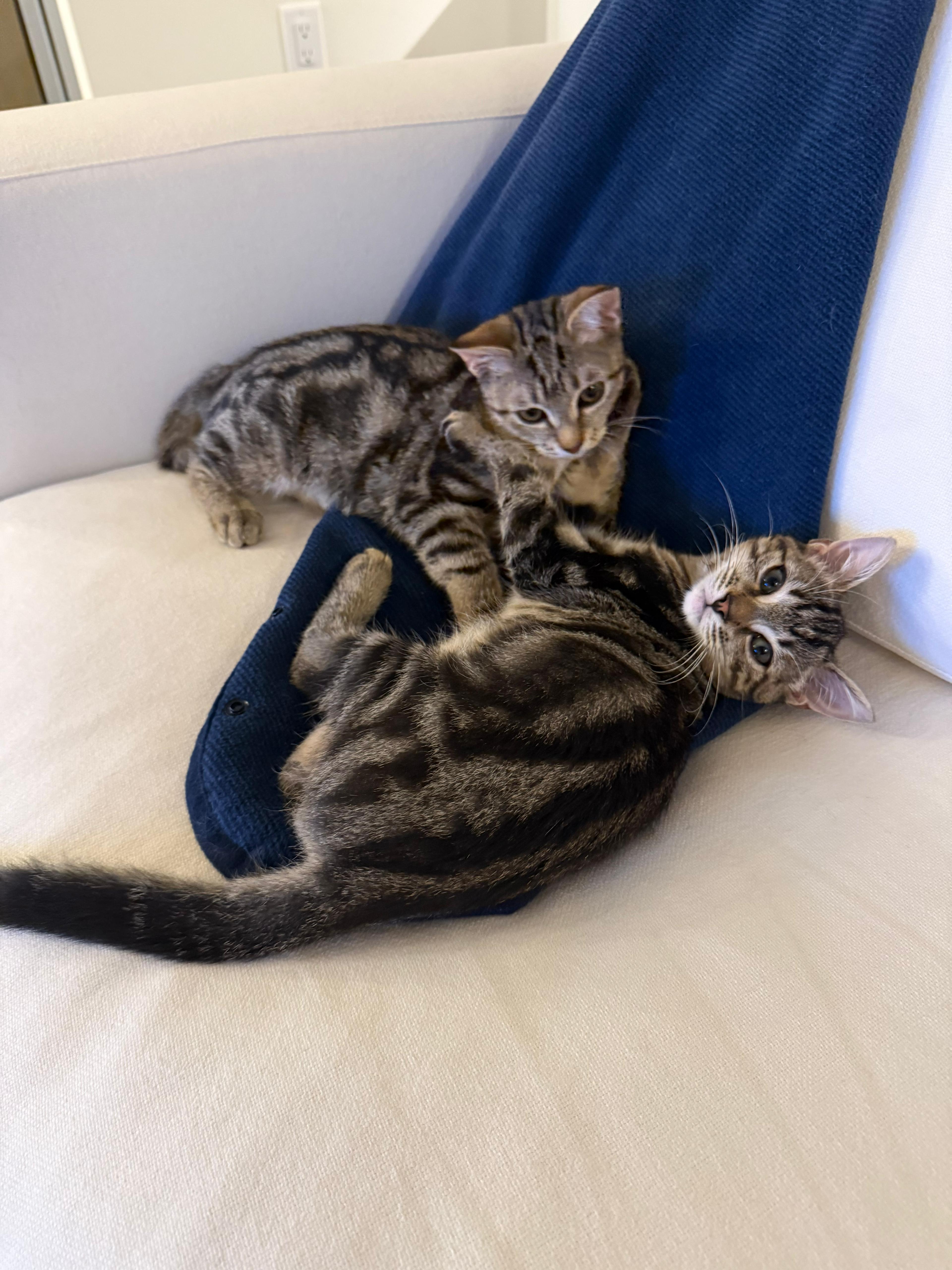 Enlarge Newton, a Adoptable Domestic Short Hair in Jersey City, NJ image 2/6