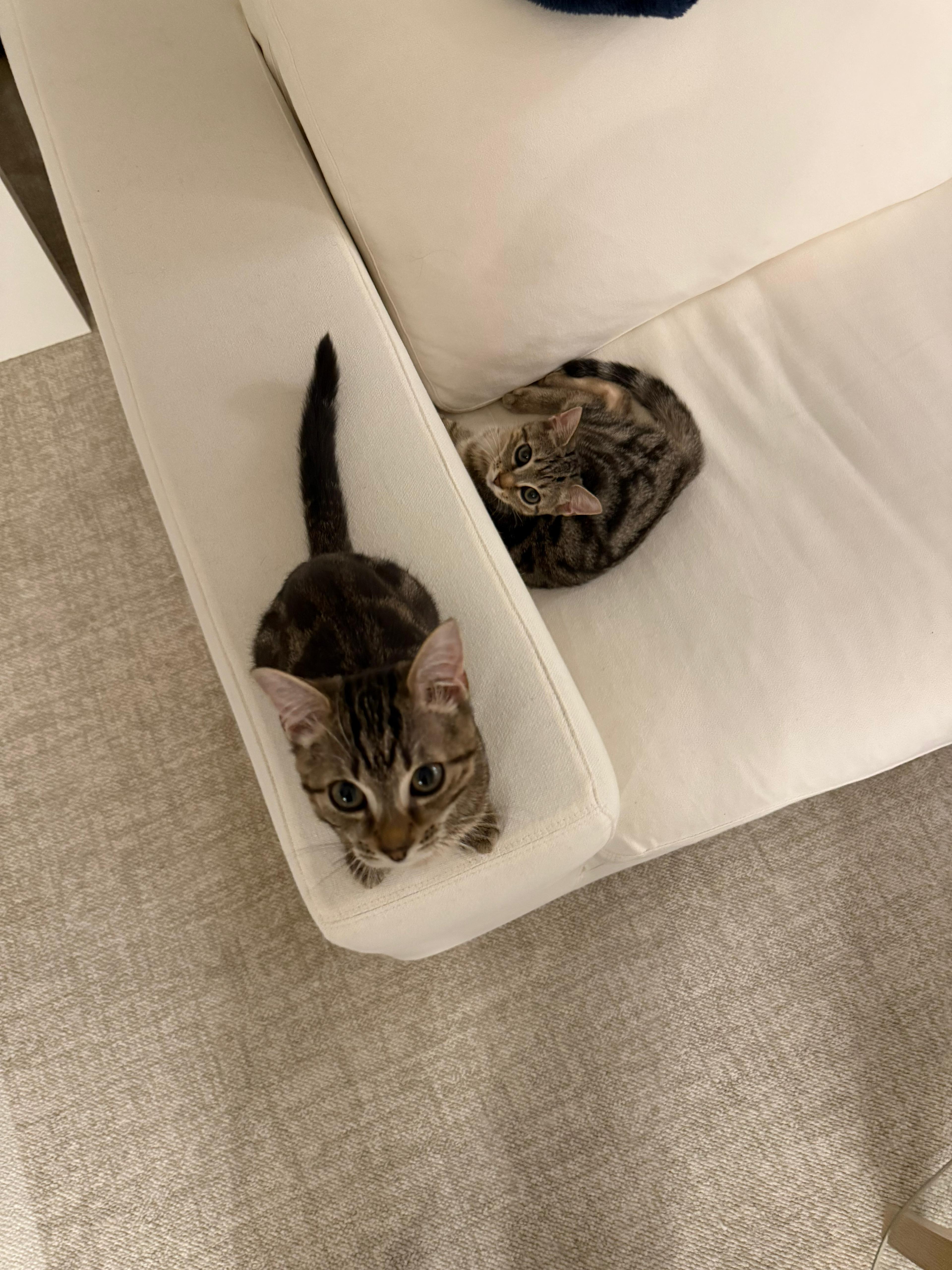 Enlarge Newton, a Adoptable Domestic Short Hair in Jersey City, NJ image 3/6