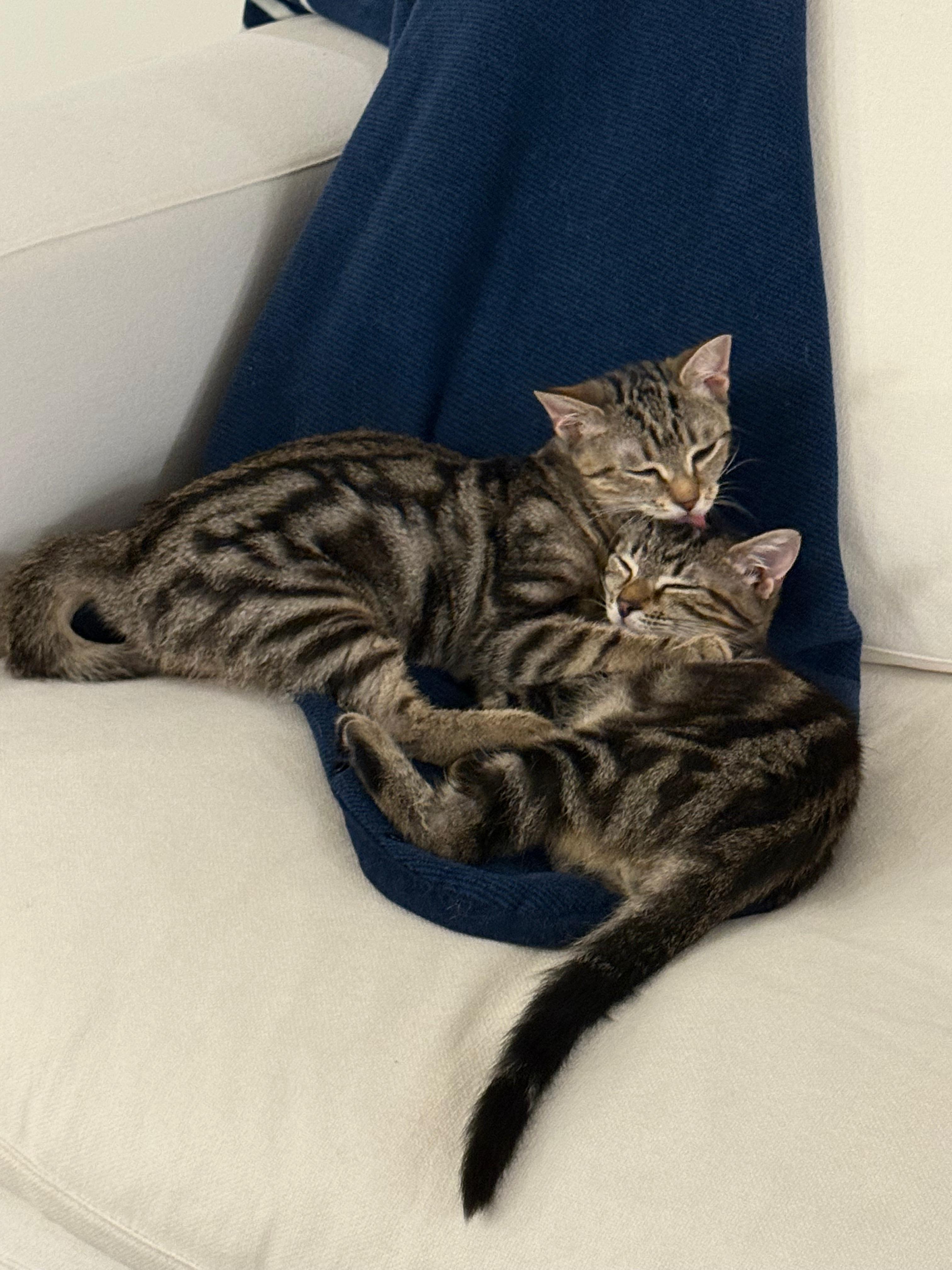 Enlarge Newton, a Adoptable Domestic Short Hair in Jersey City, NJ image 5/6