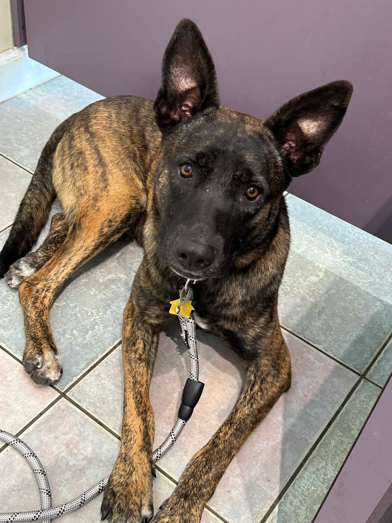 Enlarge THE BEST BOY, a ADOPTABLE Belgian Shepherd / Malinois in Northwood, OH image 2/3