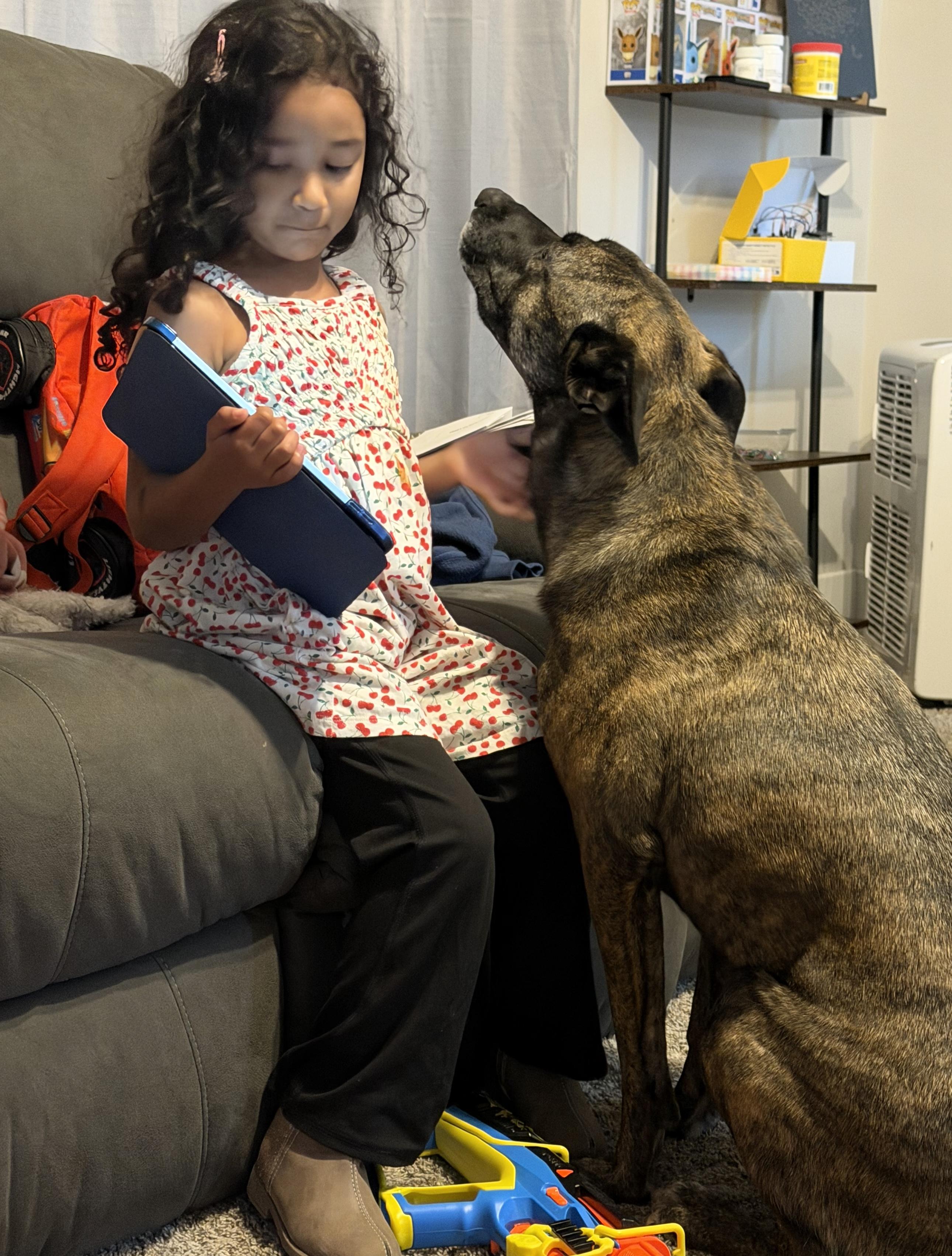 Enlarge THE BEST BOY, a ADOPTABLE Belgian Shepherd / Malinois in Northwood, OH image 3/3