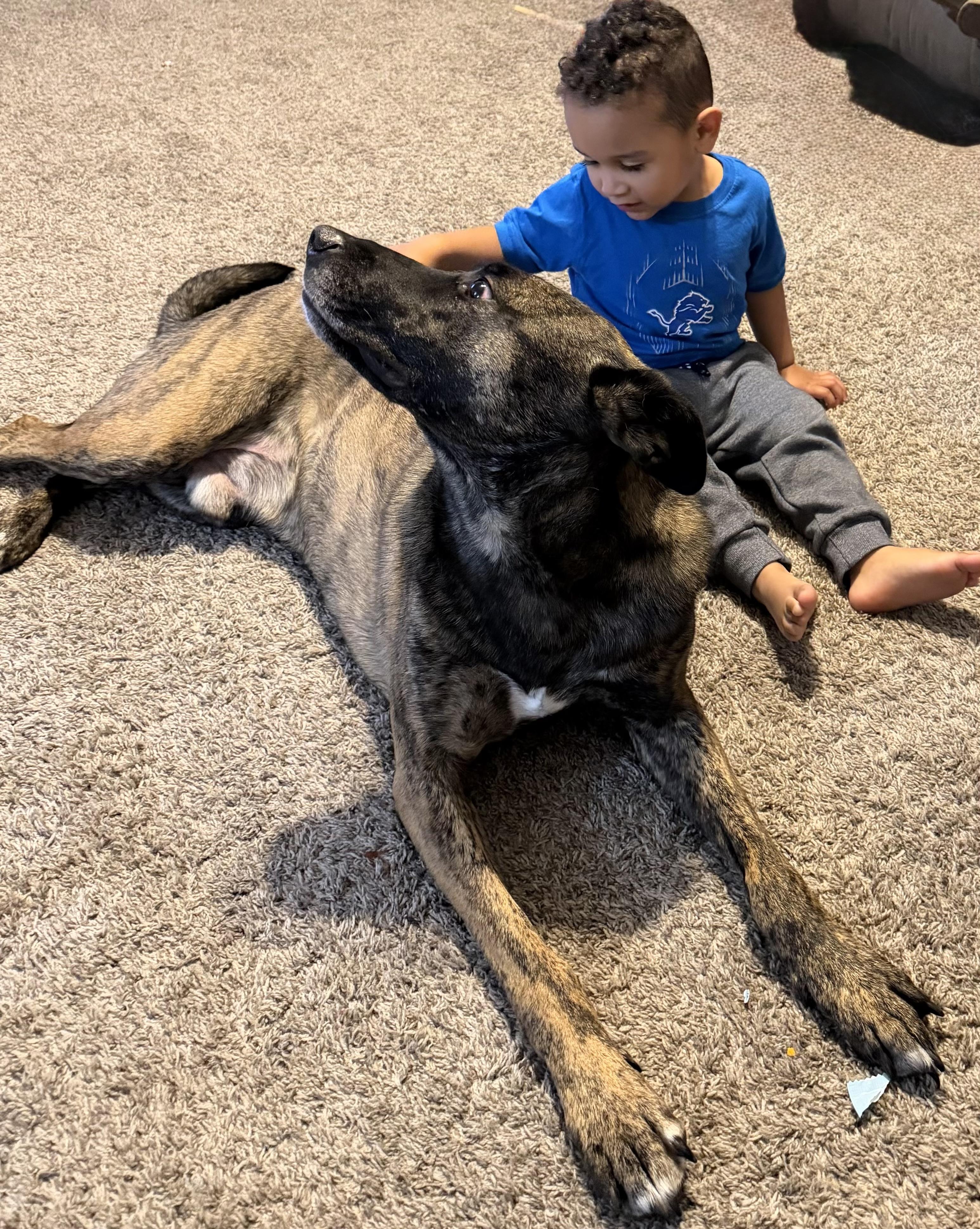 Enlarge THE BEST BOY, a ADOPTABLE Belgian Shepherd / Malinois in Northwood, OH image 1/3