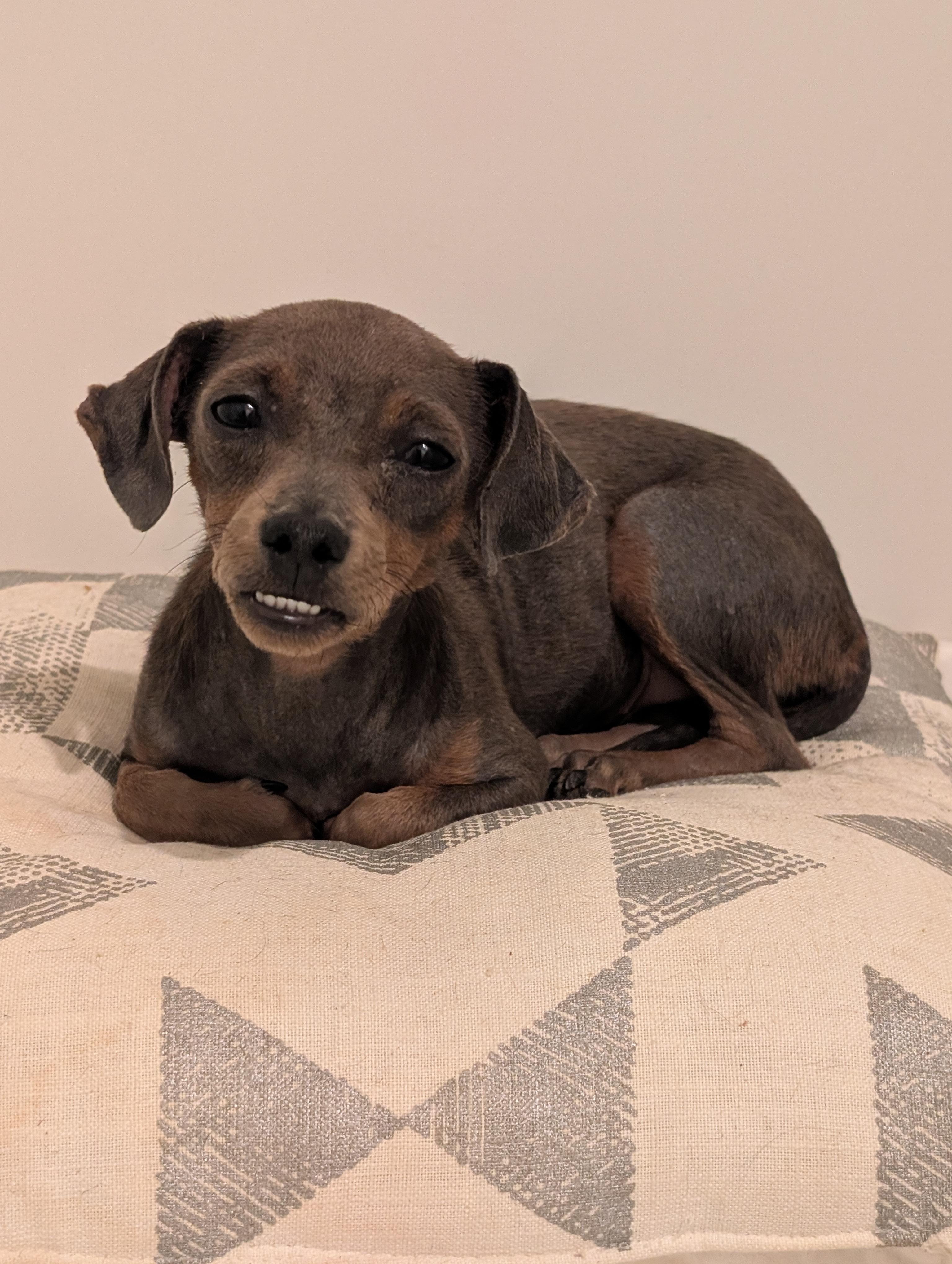Enlarge Snubull, a Adoptable mixed breed in Penryn, CA image 3/4