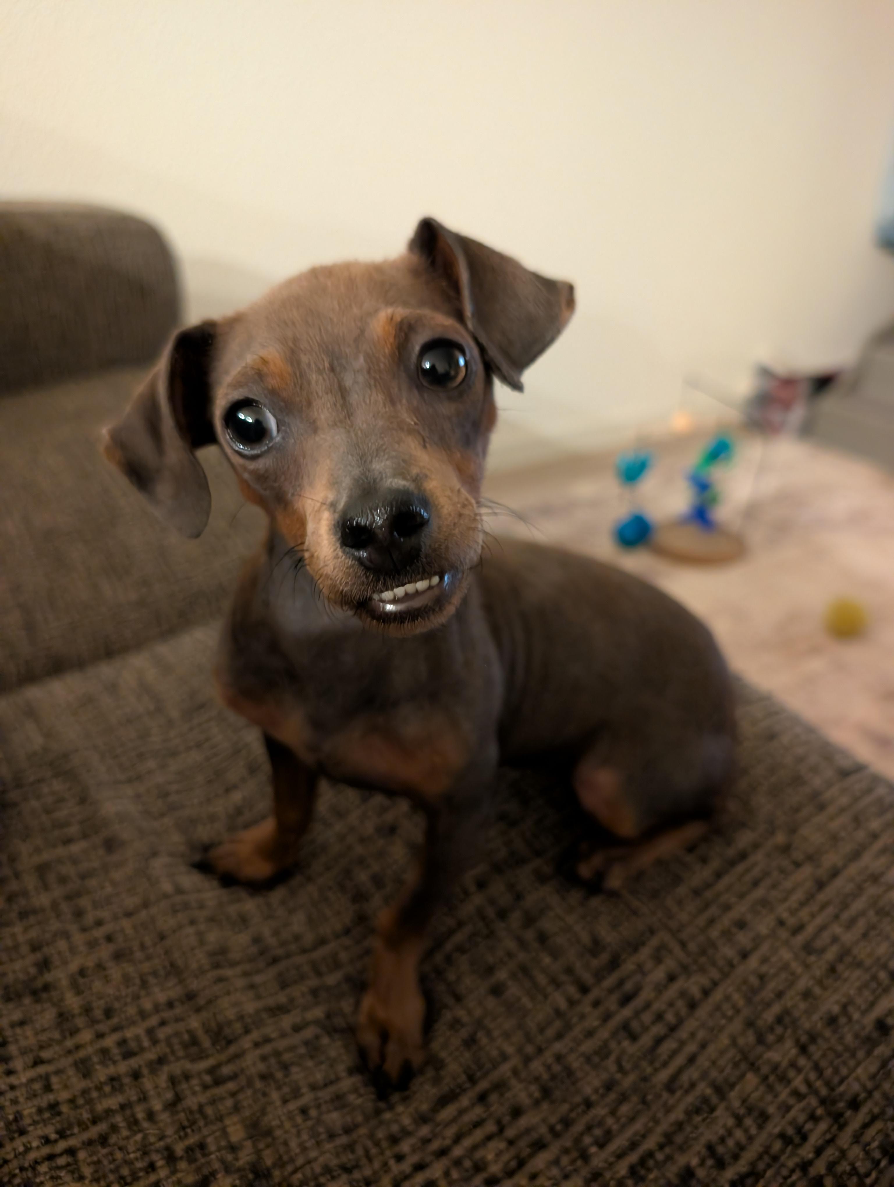 Enlarge Snubull, a Adoptable mixed breed in Penryn, CA image 2/4