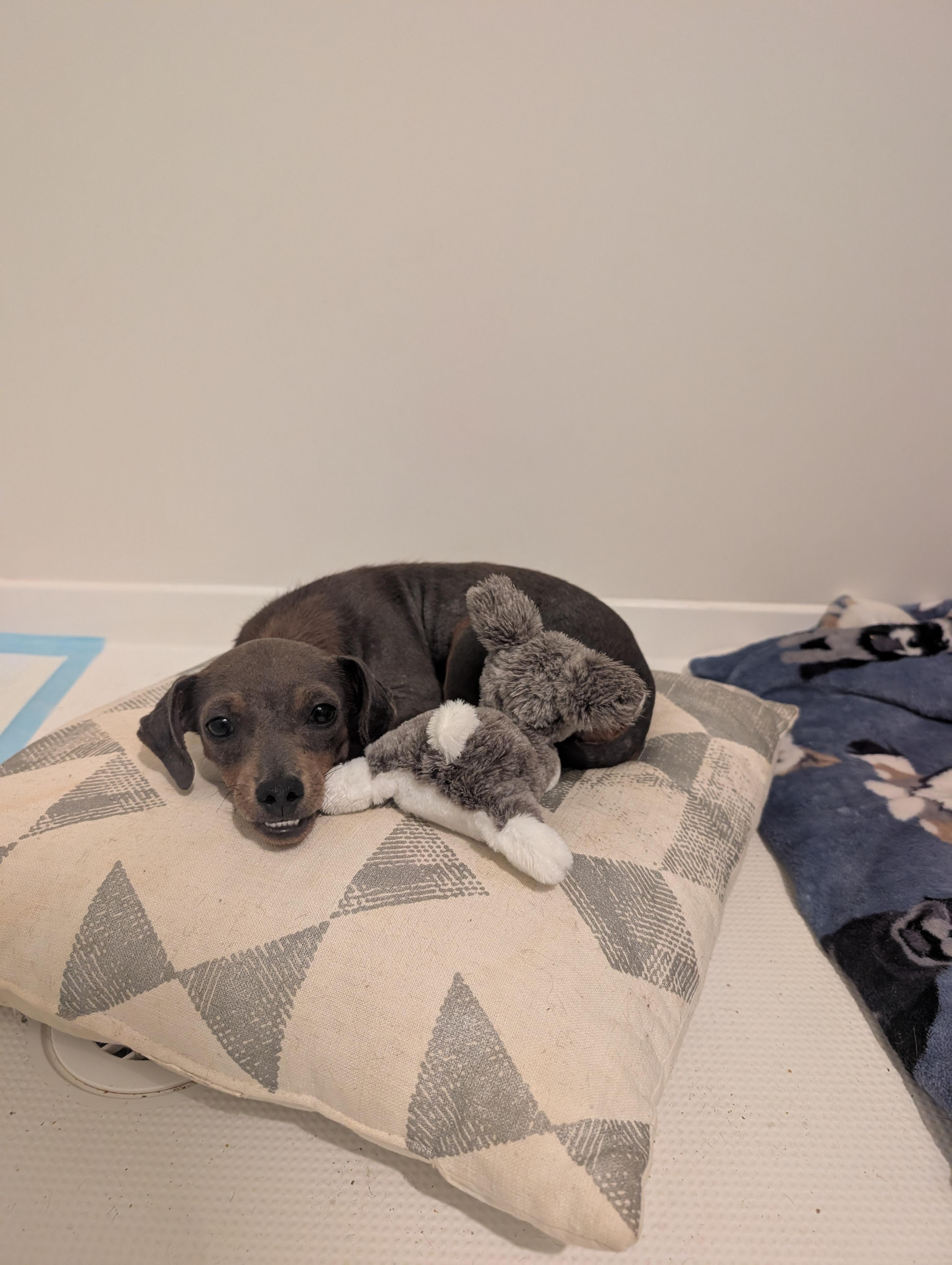 Enlarge Snubull, a Adoptable mixed breed in Penryn, CA image 4/4