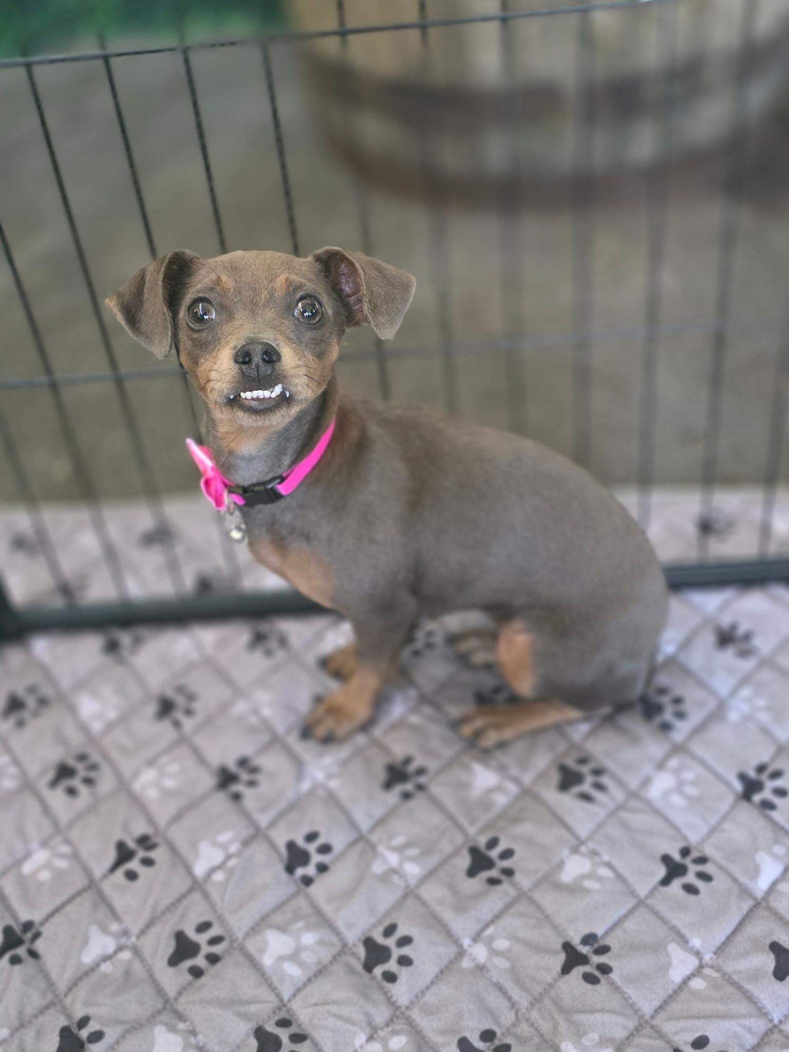 Snubull, Adoptable, Puppy Female Dachshund.